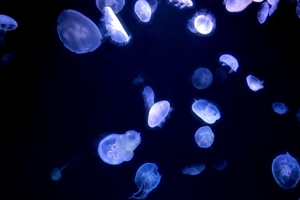 群れる無数のクラゲ