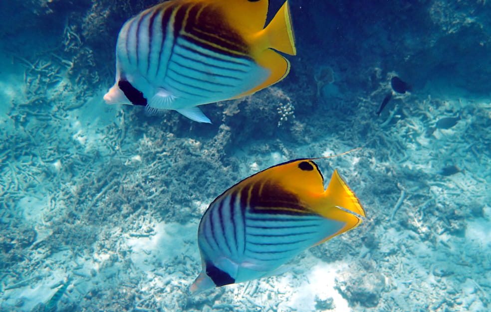 海底近くを泳ぐ二匹の魚