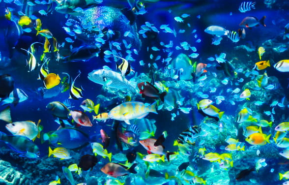 透き通る海の中にいる鮮やかな魚たち