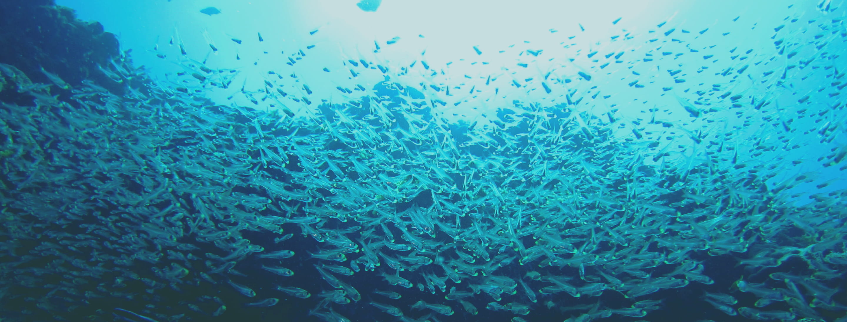 海中を泳ぐ無数の魚