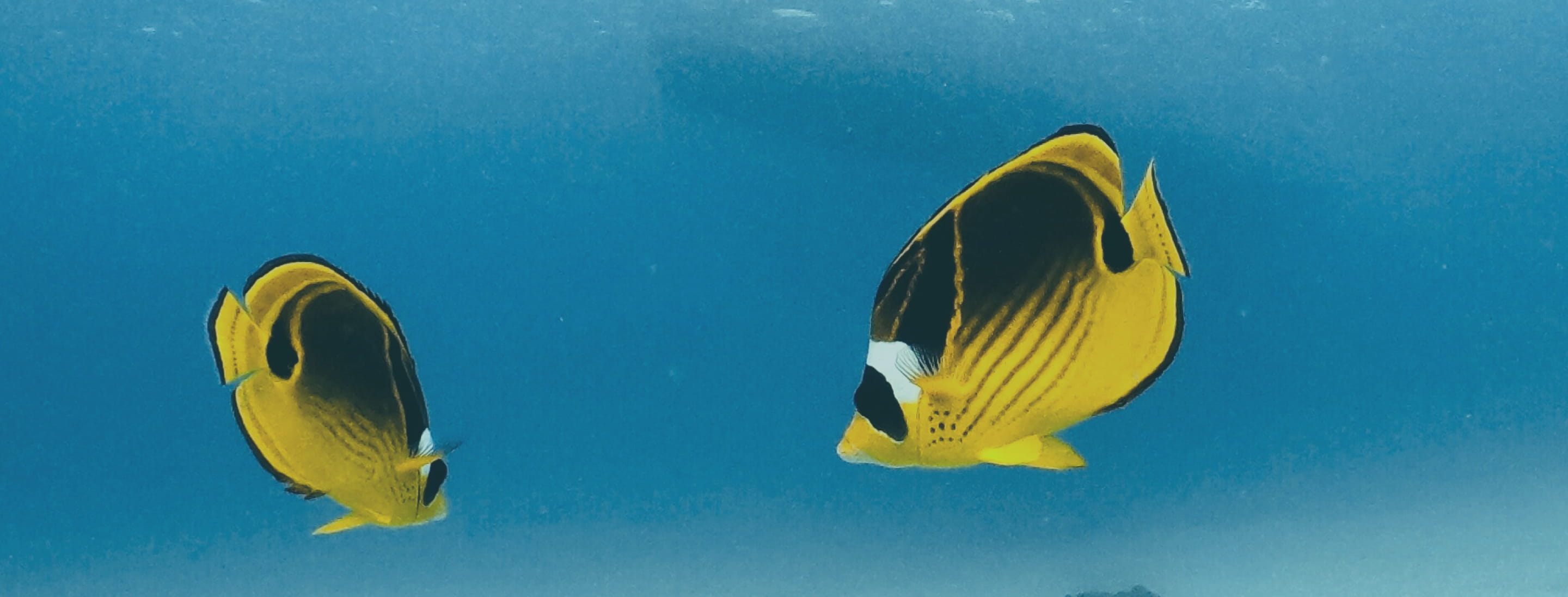 二匹の黄色い魚