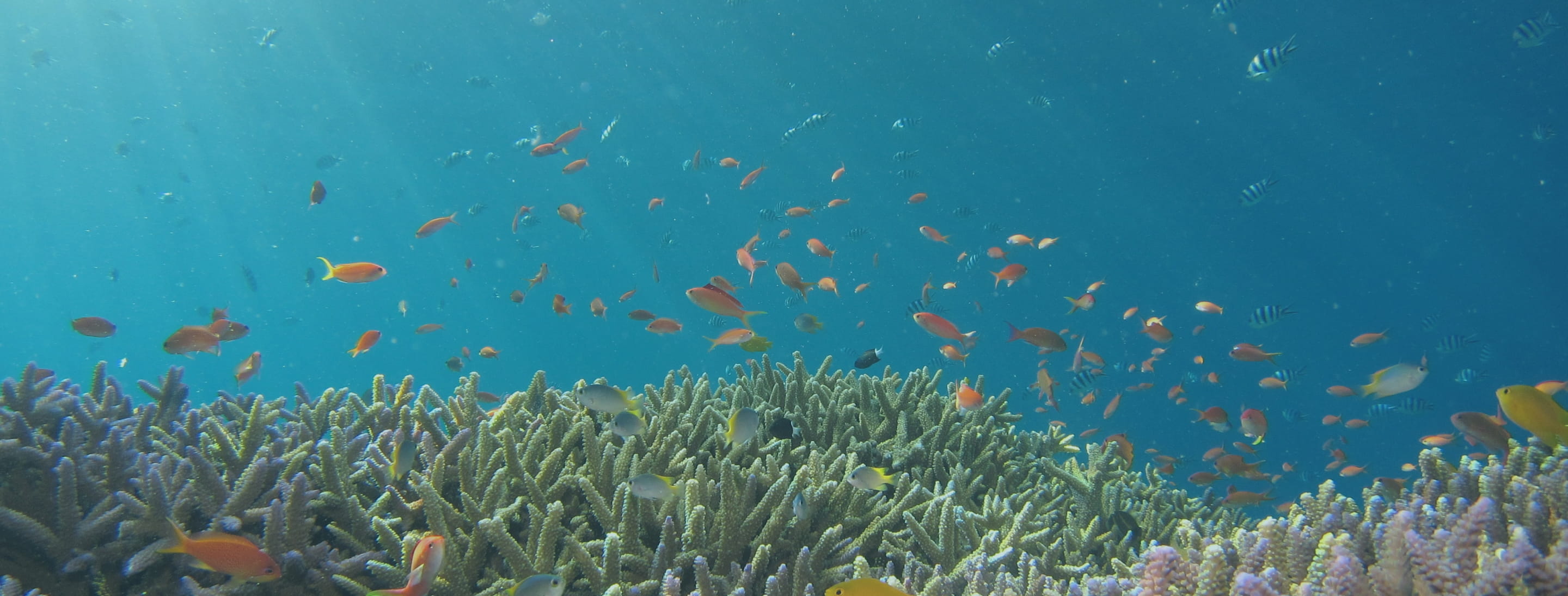 珊瑚礁と無数の魚